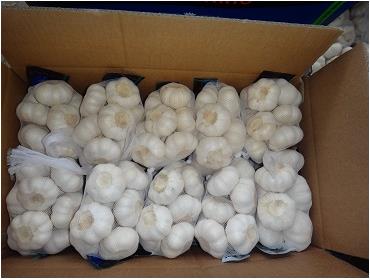 small packing garlic