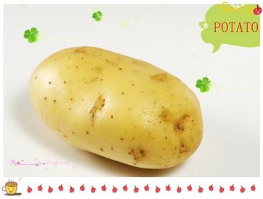 holland potato